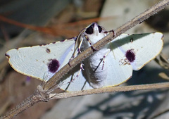 Oenochroma pallida