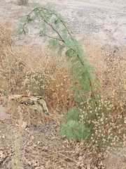 Erythrostemon gilliesii