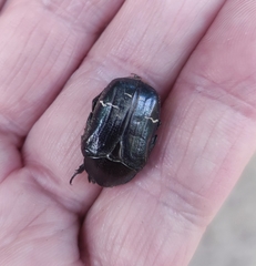 Protaetia morio