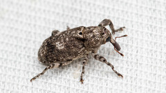 Gasterocercus depressirostris