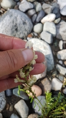 Oxytropis sajanensis
