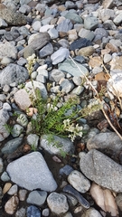 Oxytropis sajanensis