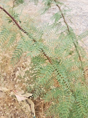 Erythrostemon gilliesii