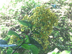 Rumfordia floribunda