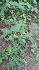 Rubus idaeus strigosus