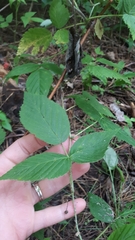Rubus idaeus strigosus