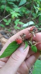 Rubus idaeus strigosus