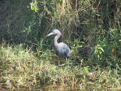 Egretta caerulea