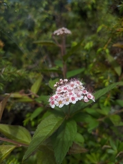 Spiraea morrisonicola