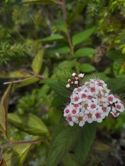 Spiraea morrisonicola