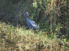 Egretta caerulea