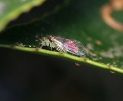 Stenopsocidae