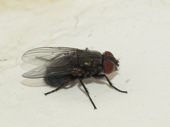 Protocalliphora