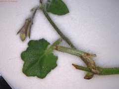 Lobelia ardisiandroides