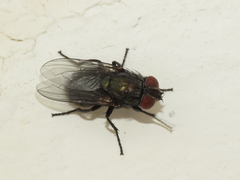 Protocalliphora