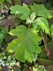 Hydrangea quercifolia
