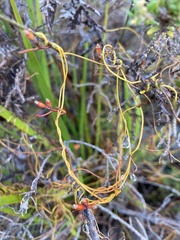 Cassytha glabella dispar