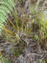 Cassytha glabella dispar