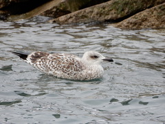 Larus marinus