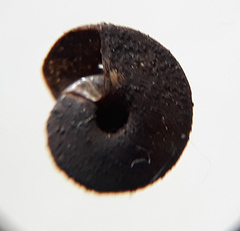 Hippeutis complanatus