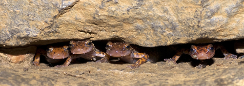Cave Salamander