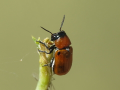 Coptocephala scopolina