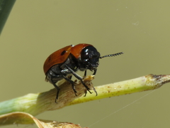 Coptocephala scopolina