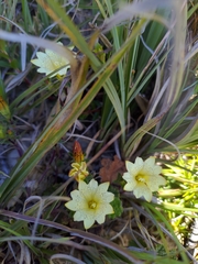 Gentiana scabrida