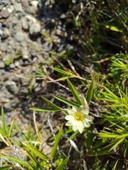 Gentiana scabrida