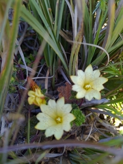 Gentiana scabrida