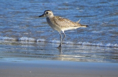 Pluvialis squatarola