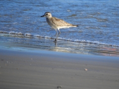 Pluvialis squatarola