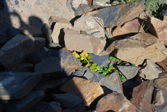 Chrysosplenium wrightii