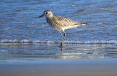 Pluvialis squatarola