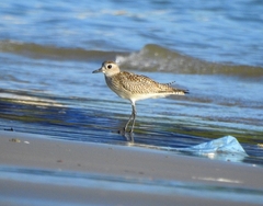 Pluvialis squatarola