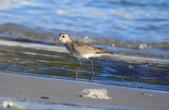 Pluvialis squatarola