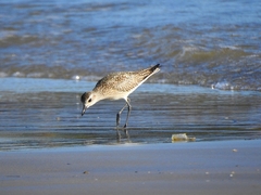 Pluvialis squatarola