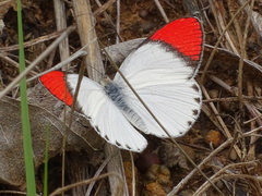 Colotis danae eupompe