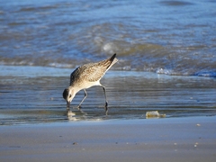 Pluvialis squatarola