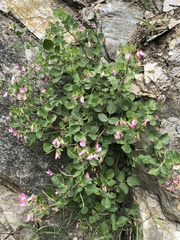 Ononis rotundifolia