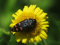 Acmaeodera pulchra