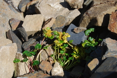 Chrysosplenium wrightii