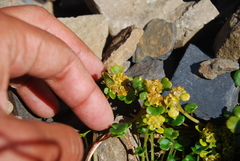 Chrysosplenium wrightii