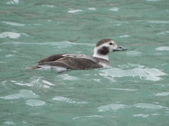 Clangula hyemalis