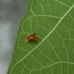 Aspidimorpha furcata