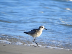 Pluvialis squatarola