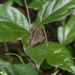 Mycalesis subdita