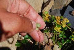 Chrysosplenium wrightii