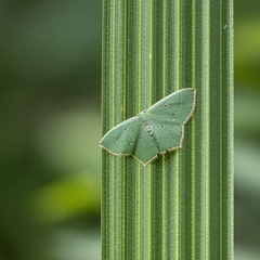 Cyclothea disjuncta