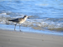 Pluvialis squatarola